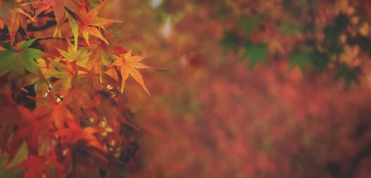Autumn Forest Leaves